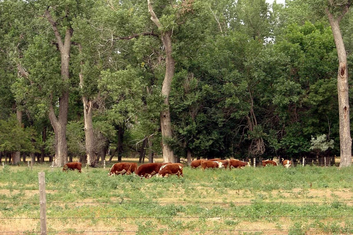 A herd of brown and white Hereford cattle grazing in a green pasture behind a wire fence, with tall trees behind them